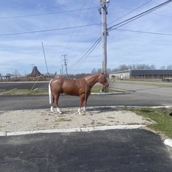 Herman the Horse