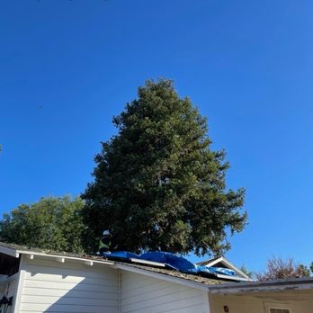 Santos Pena Tree Care and Services - Before - redwood tree - Tree Services Near Me Santos Pena Tree Care and Services - Before - redwood tree - Tree Services Near Me