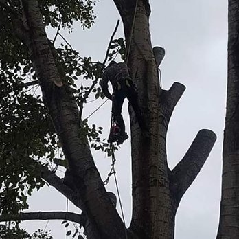 feutis tree service - Tree Services Near Me feutis tree service - Tree Services Near Me