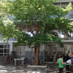 Colegio del Sol - El patio d la escuela con su gran arbol que oxigena!