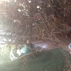 This is our tree 10 days after we cut it down, and yes we watered it like crazy (our carpet is covered in needles)