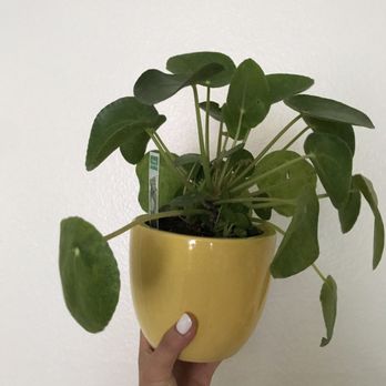M & M Nursery - Nurseries & Gardening Near Me - Orange, California