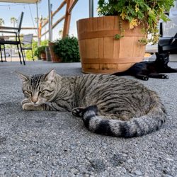 Harris BBQ - Local pets | 2025