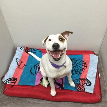 Dogtopia - Pet Groomers Near Me - Albuquerque, New Mexico