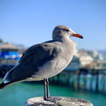 Redondo Beach Pier - Bird - Souvenir Shops Near Me - Redondo Beach, California Redondo Beach Pier - Bird - Souvenir Shops Near Me - Redondo Beach, California