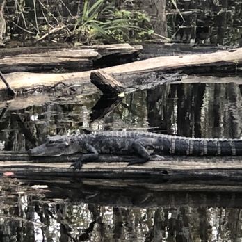 Fakahatchee Strand Preserve State Park - Parks Near Me - Copeland, Florida