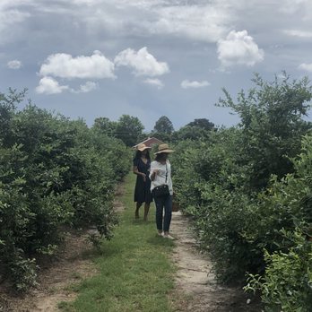 Blueberry Hill Farms - Pick Your Own Farms Near Me - Edom, Texas