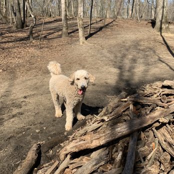 Timber Creek Park - Benny - Dog Parks Near Me - Gloucester Township, New Jersey Timber Creek Park - Benny - Dog Parks Near Me - Gloucester Township, New Jersey