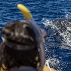 Azores Whale Watching TERRA AZUL - + info: https://www.azoreswhalewatch.com
