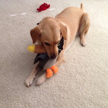 Montgomery County Animal Shelter - Practicing her duck skills - Animal Shelters Near Me - Conroe, Texas