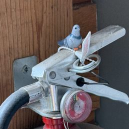 Hidden pigeon Hidden pigeon