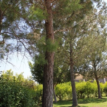 Finca Santiago - Jardines de Finca Santiago - Spanish Near Me - Murcia, MU Finca Santiago - Jardines de Finca Santiago - Spanish Near Me - Murcia, MU