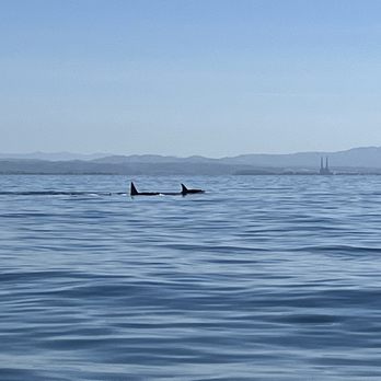 Discovery Whale Watch - Two of the five in the pod. - Whale Watching Tours Near Me - Monterey, California