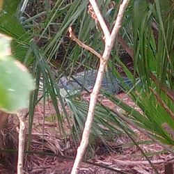 Lake Seminole Park - Staying a safe distance away
