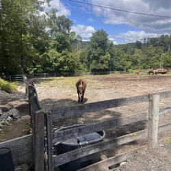 Echo Lake Stables