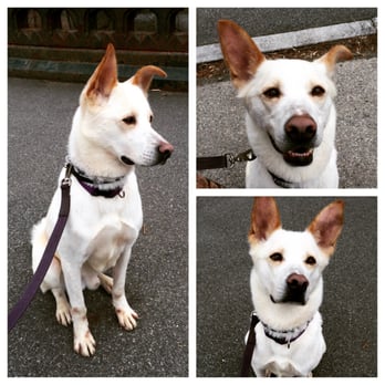 Canine Cohen Dog Training and Behavior Modification - Pet Training Near Me - Brooklyn, New York Canine Cohen Dog Training and Behavior Modification - Pet Training Near Me - Brooklyn, New York