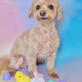 I'm Pawnie - Pet Groomers Near Me I'm Pawnie - Pet Groomers Near Me