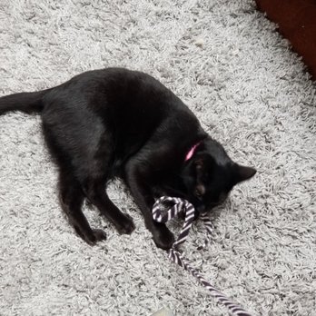 Cassie's Cats - This little girl loved to play & very social - Pet Adoption Near Me - Ventura, California