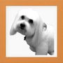 Photo of Fetch Grooming Studio