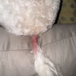 My baby April. . Poor thing she's still very scared My baby April. . Poor thing she's still very scared