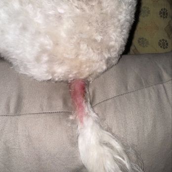 Pet Paradise Grooming - My baby April. . Poor thing she's still very scared - Pet Groomers Near Me - Concord, California Pet Paradise Grooming - My baby April. . Poor thing she's still very scared - Pet Groomers Near Me - Concord, California