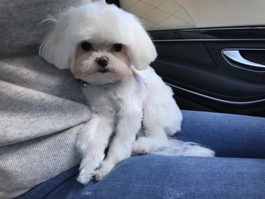 Animal Arts Pet Grooming Animal Arts Pet Grooming