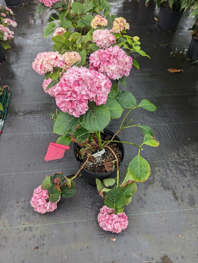 GARDEN TREASURES Updated August 2024 28 Photos 3504 Edgemont Rd