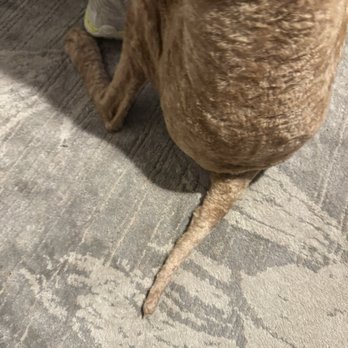 Bark Of The Town - Pet Groomers Near Me - Pasco, Washington