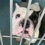Photo of Paws & Claws Play Care
