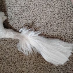 Puppy Paws Grooming - Botched tail