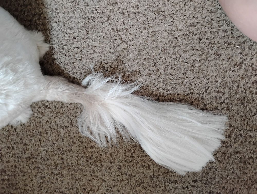 Puppy Paws Grooming - pet boarding facility in Taylor, TX