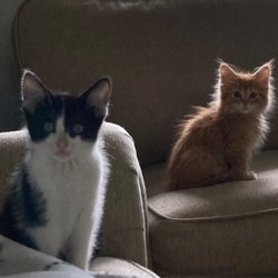 Hamilton Crossing Animal Hospital - Meet Inky and Colby.