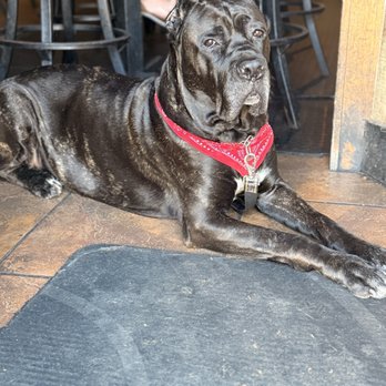Goody's Tavern - Our service dog - Sports Bars Near Me - San Clemente, California