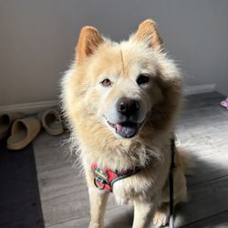 Spoiled Pup - Before picture of Appa