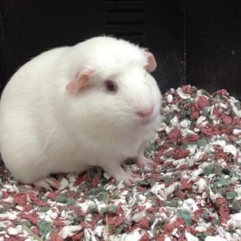 PetSmart Grooming - Guinea Pig - Pet Stores Near Me - Ventura, California PetSmart Grooming - Guinea Pig - Pet Stores Near Me - Ventura, California