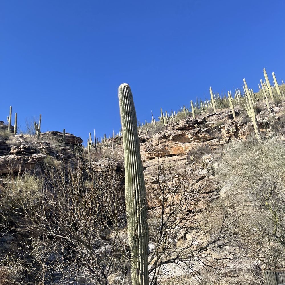 Mount Lemmon - Cacti and the bottom - Hiking Near Me - Tucson, Arizona Mount Lemmon - Cacti and the bottom - Hiking Near Me - Tucson, Arizona