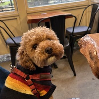 Walking Man Brewing - Dog friendly patio. @arlodoespdx approves! - Breweries Near Me - Stevenson, Washington