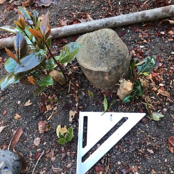 JMV Tree Service - Before 3a - Tree Services Near Me - Hayward, California
