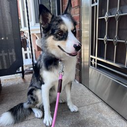 My pup