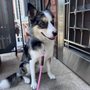 Photo of Petcare Animal Clinic