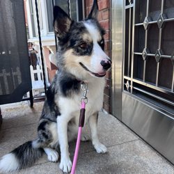Petcare Animal Clinic - My pup