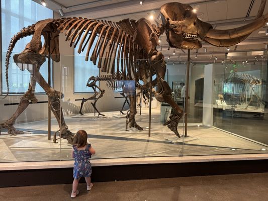 Yale Peabody Museum by null