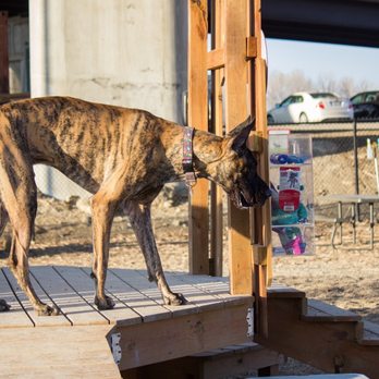 Bar K - a large dog standing on a porch - Dog Parks Near Me - Kansas City, Missouri