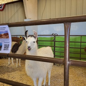 Clark County Fair and Rodeo - Rodeo Near Me - Logandale, Nevada