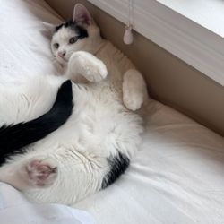 Berkshire Humane Society