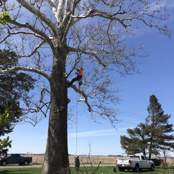 Advantage Tree Services - We had another sycamore cleaned up while they were working on the other. Very skilled guys at Advantage.