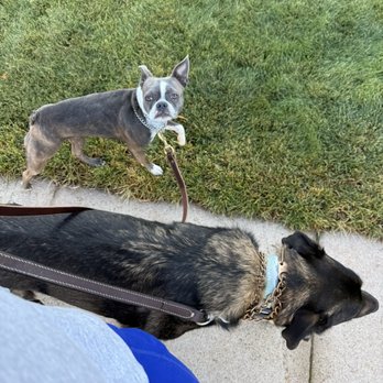School for Magical Mutts - Learning to walk on a leash. - Pet Training Near Me School for Magical Mutts - Learning to walk on a leash. - Pet Training Near Me