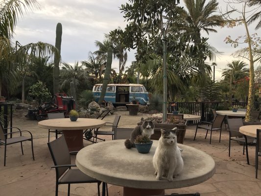 Golden Gate Palms by null