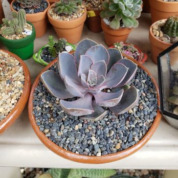 Francis's Cactus Succulents - Loved this one! - Nurseries & Gardening Near Me - Los Angeles, California Francis's Cactus Succulents - Loved this one! - Nurseries & Gardening Near Me - Los Angeles, California
