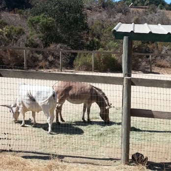 Vision Quest Ranch - Zebra donkey hybrid? - Bed & Breakfast Near Me - Salinas, California